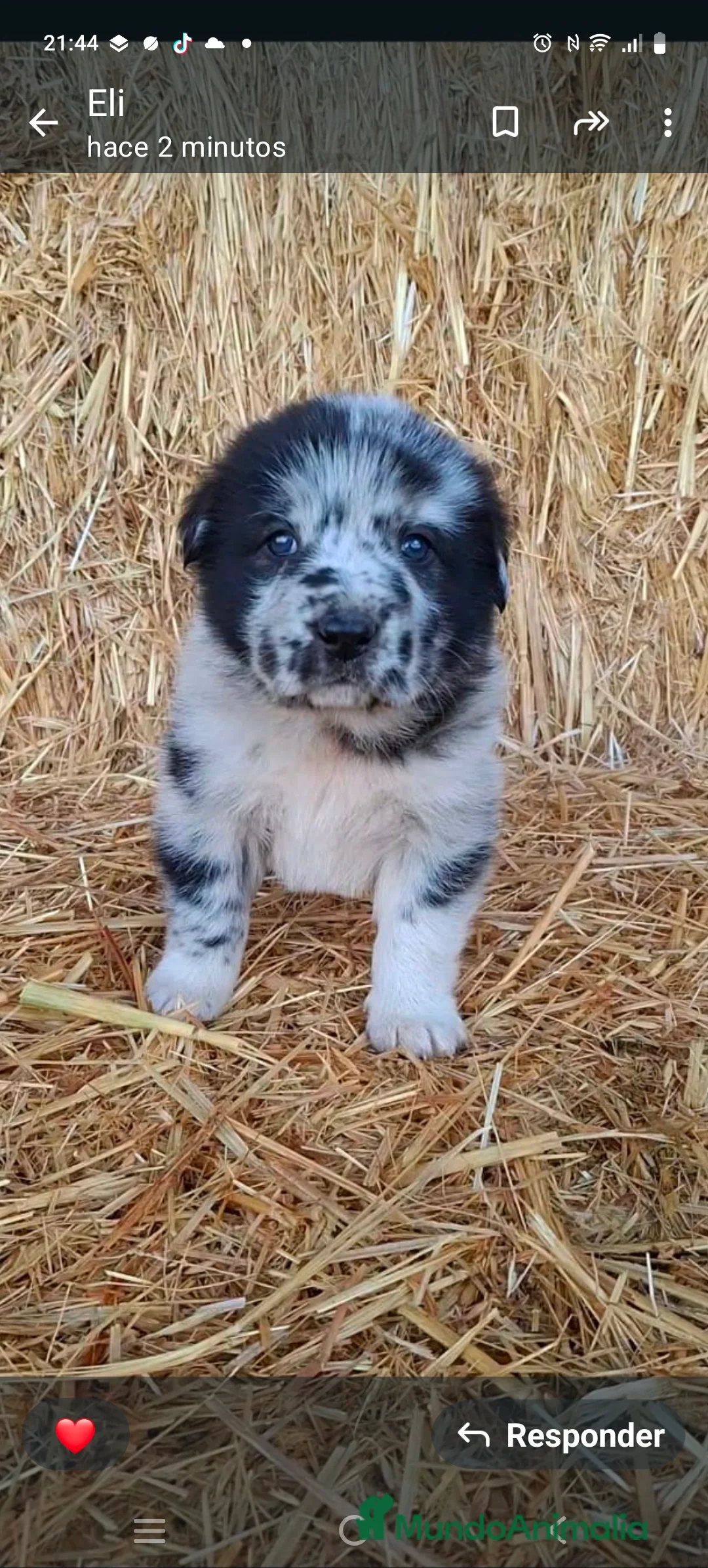 Mastín Español perros en venta: Hembra de mastín  - Anuncio 1