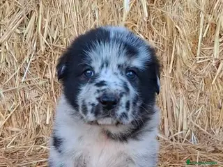 Mastín Español perros Hembra de mastín - Anuncio 1
