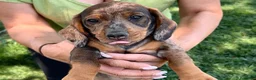 Teckel Miniatura perros en venta: Preciosa hembrita y macho Teckel mini choco Merle  - Anuncio 8