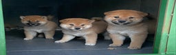 Shiba Inu perros en venta: Shiba inu criadero en Madrid - Anuncio 2