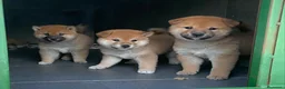 Shiba Inu perros en venta: Shiba inu criadero en Madrid - Anuncio 2