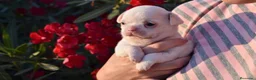 Chihuahua perros en venta: CHIHUAHUA HEMBRA DISPONIBLE PRECIOSA - Anuncio 1