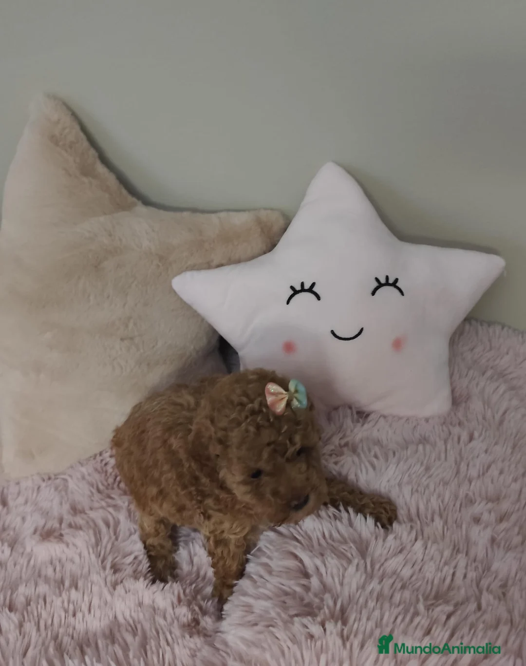 Caniche Toy perros en venta: Caniche Toy hembra  - Anuncio 2