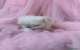 Bichón Maltés perros en venta: Bichón maltes coreano Macho y Hembra  - Imagen 5