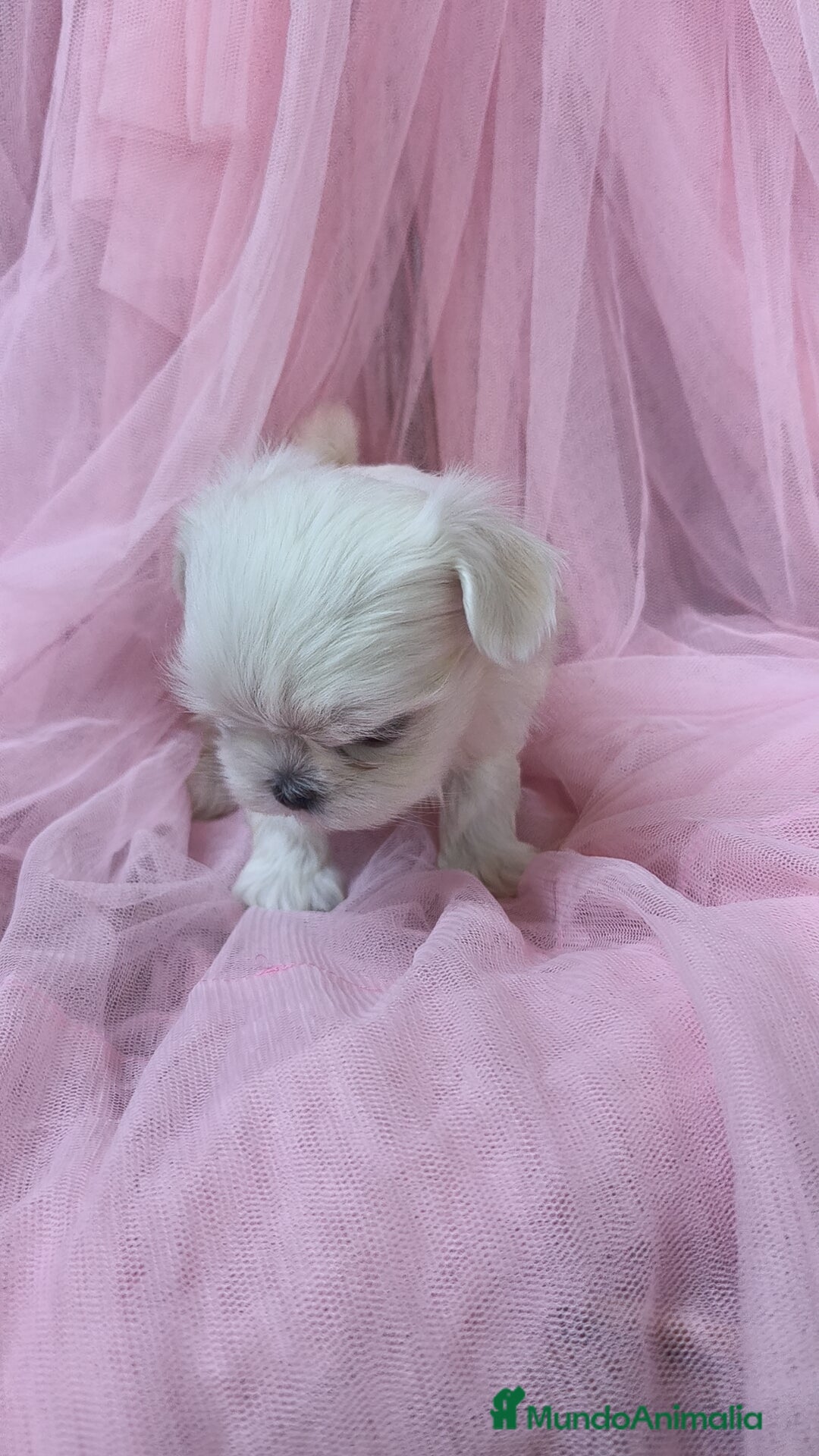 Bichón Maltés perros en venta: Bichón maltes coreano Macho y Hembra  - Imagen 5