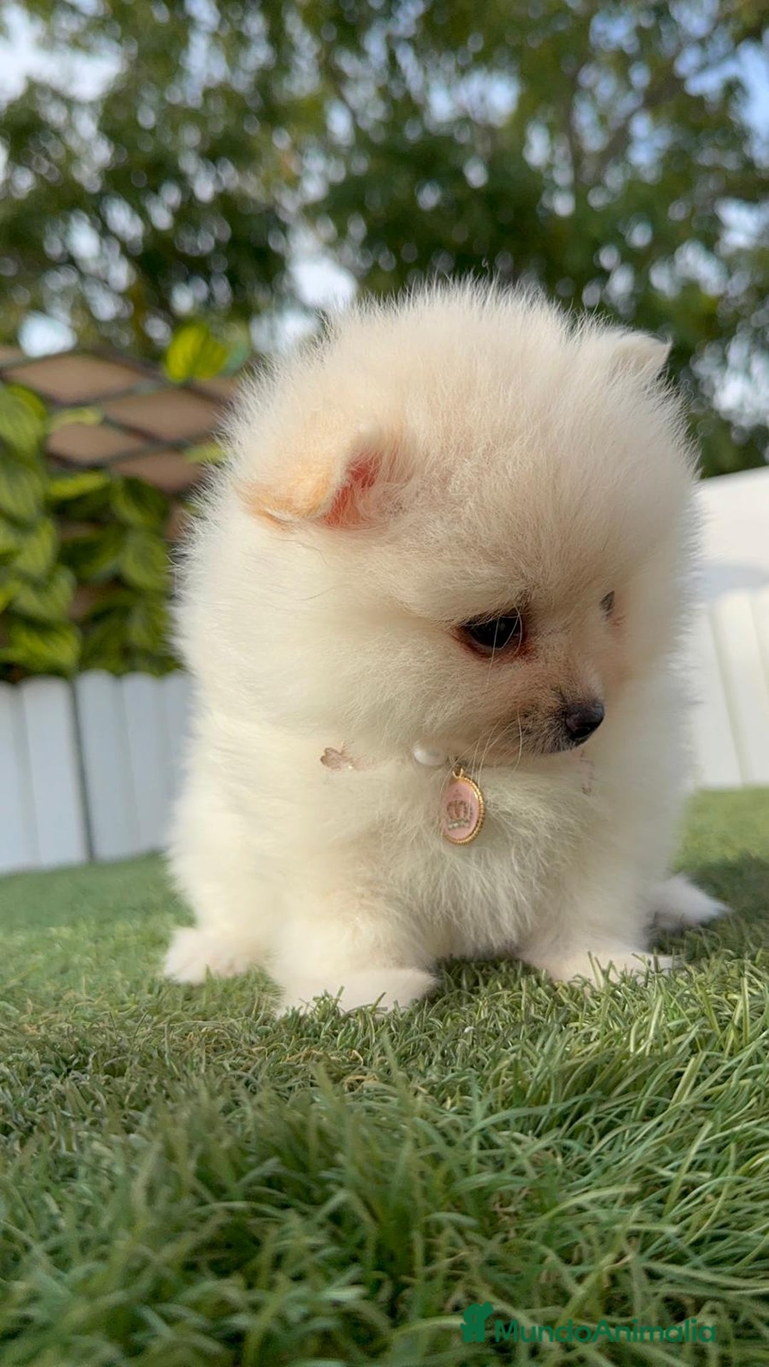 Pomerania perros en venta: POMERANIA HEMBRA - Imagen 25