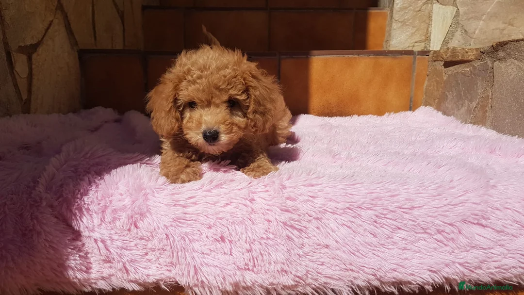 Caniche Toy perros en venta: Caniches pequeñitos  en Barcelona - Anuncio 2