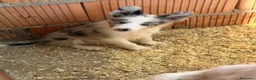 Border Collie perros en venta: Border collie - Anuncio 4