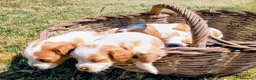 Épagneul Breton perros en venta: BRETON - Anuncio 3