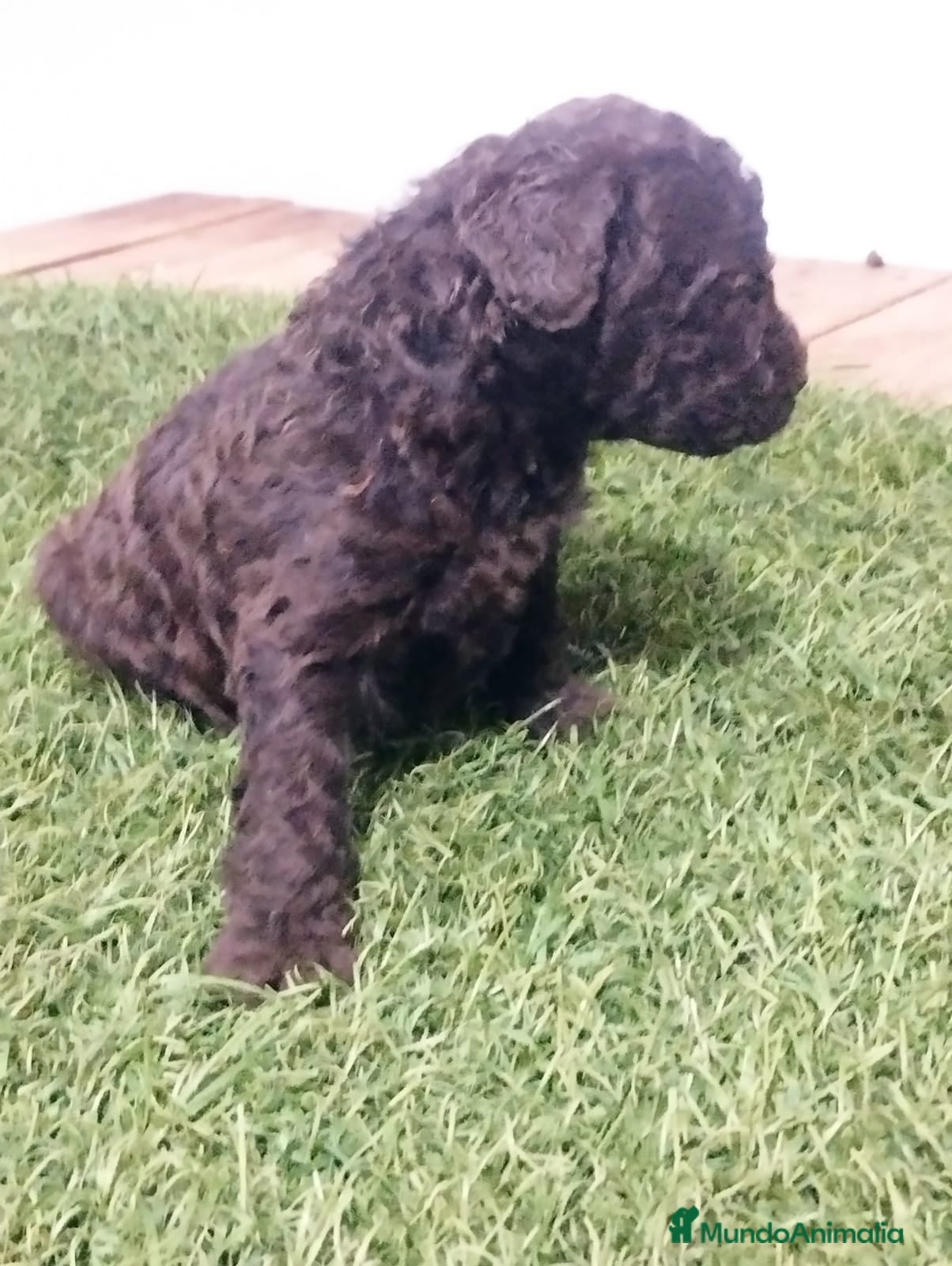 Perro de Agua Español perros Precioso machito chocolate - Anuncio 1