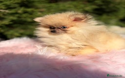 Pomerania perros en venta: POMERANIA TOY OJOS DISPARES - Anuncio 5