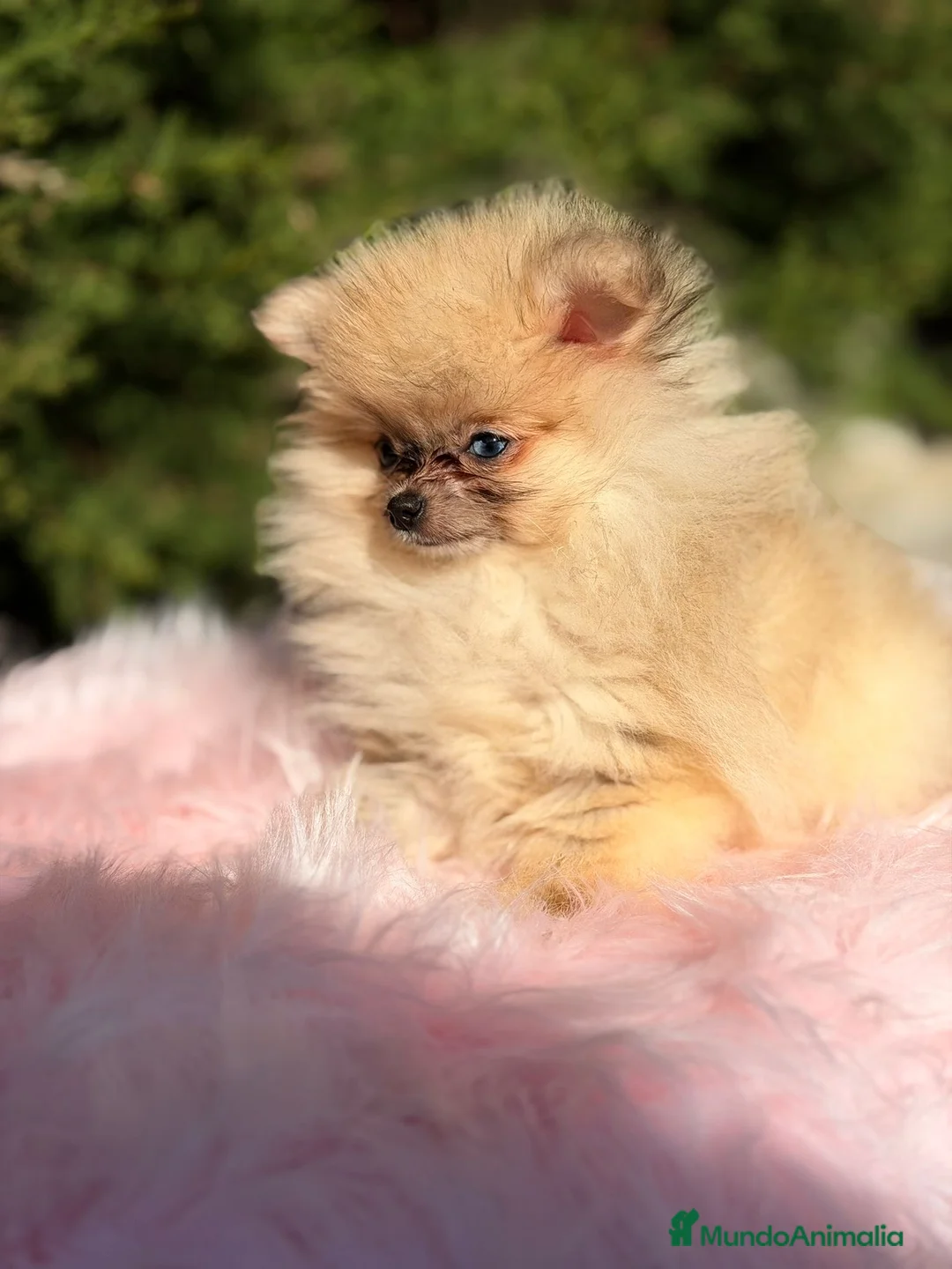 Pomerania perros en venta: POMERANIA TOY OJOS DISPARES - Anuncio 5