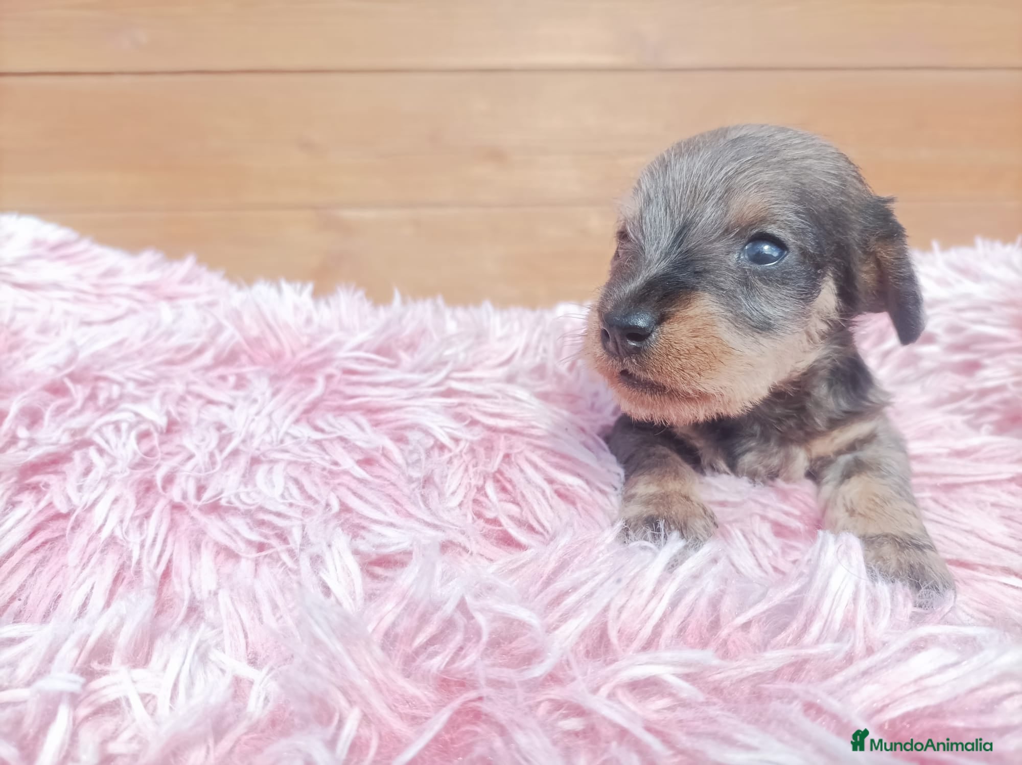 Teckel Miniatura perros TECKEL MINIATURA PELO DURO  - Anuncio 1