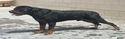 Rottweiler perros en venta: Pareja de rottweiler adulta - Anuncio 3