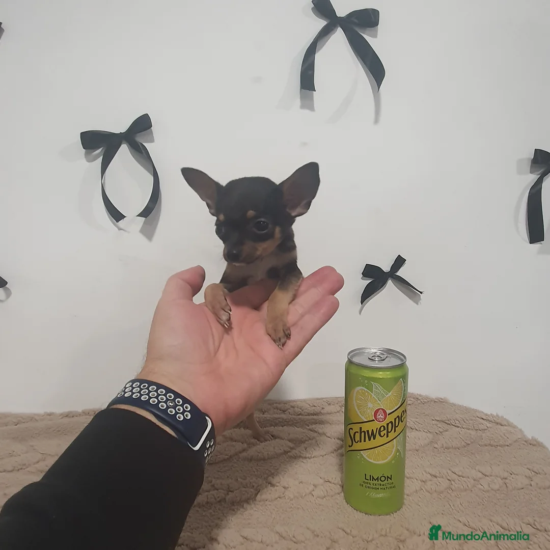 Chihuahua perros en venta: Chihuahua miniatura  - Anuncio 4