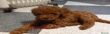 Caniche Toy 3