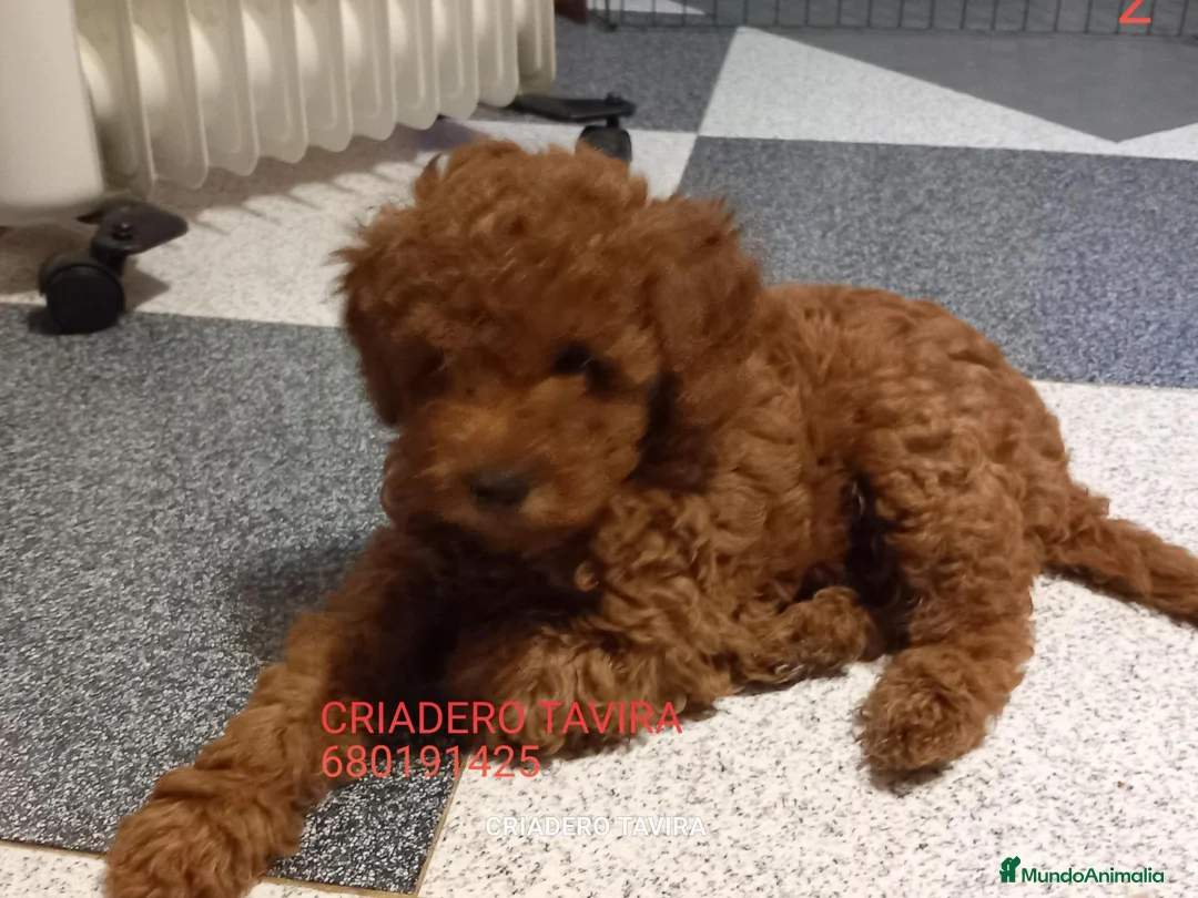 Caniche Toy perros en venta: Cachorros Caniche poodle Toy Rojo - Anuncio 10