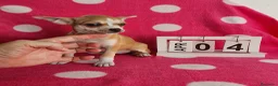 Chihuahua perros en venta: Chihuahua mini - Anuncio 1