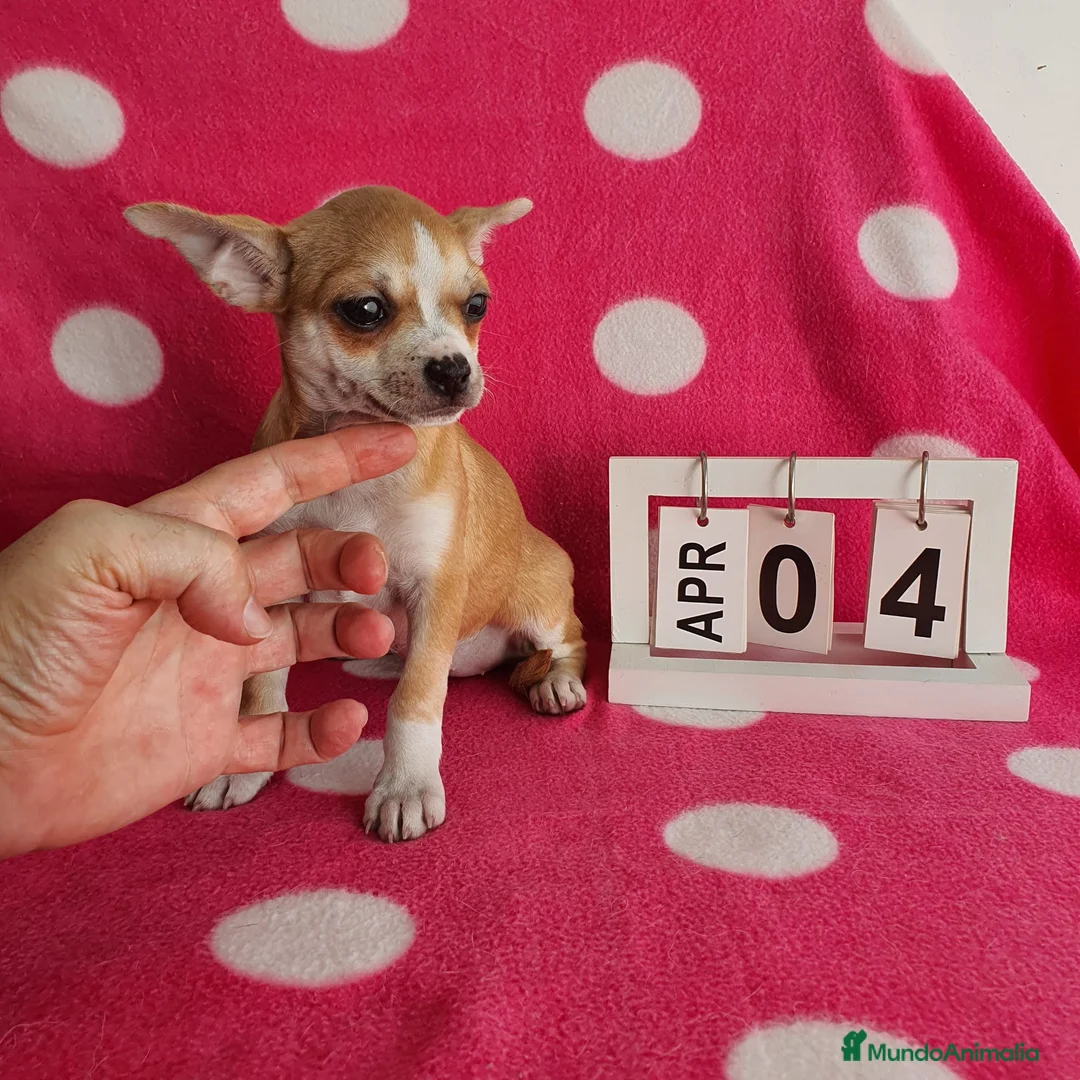 Chihuahua perros en venta: Chihuahua mini - Anuncio 1
