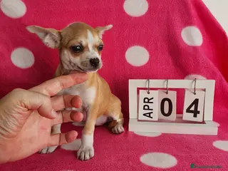 Chihuahua perros Chihuahua mini - Anuncio 4