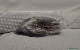 Británico de Pelo Largo gatos en venta: Gatcot.com - Imagen 5