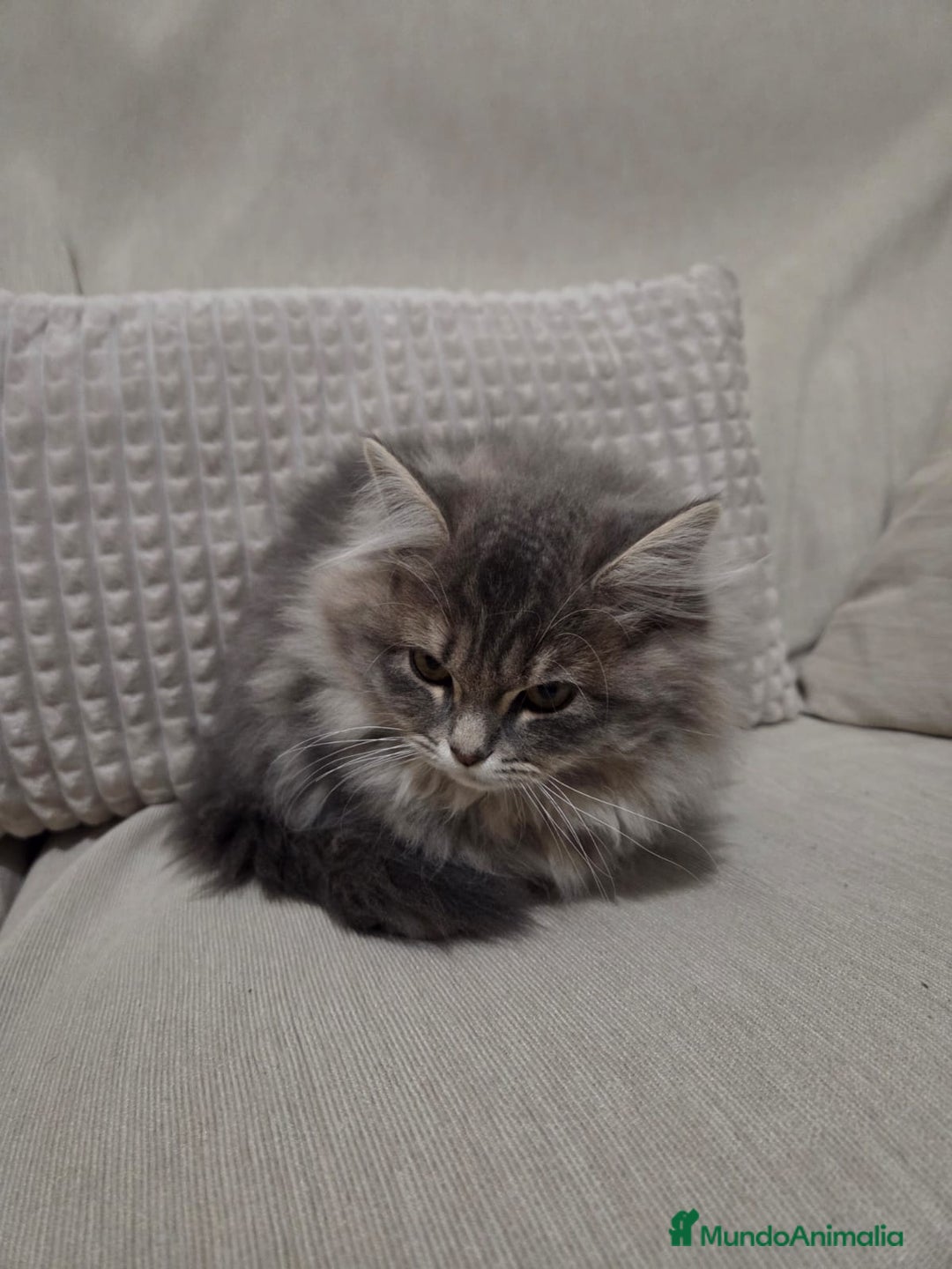 Británico de Pelo Largo gatos en venta: Gatcot.com - Imagen 5