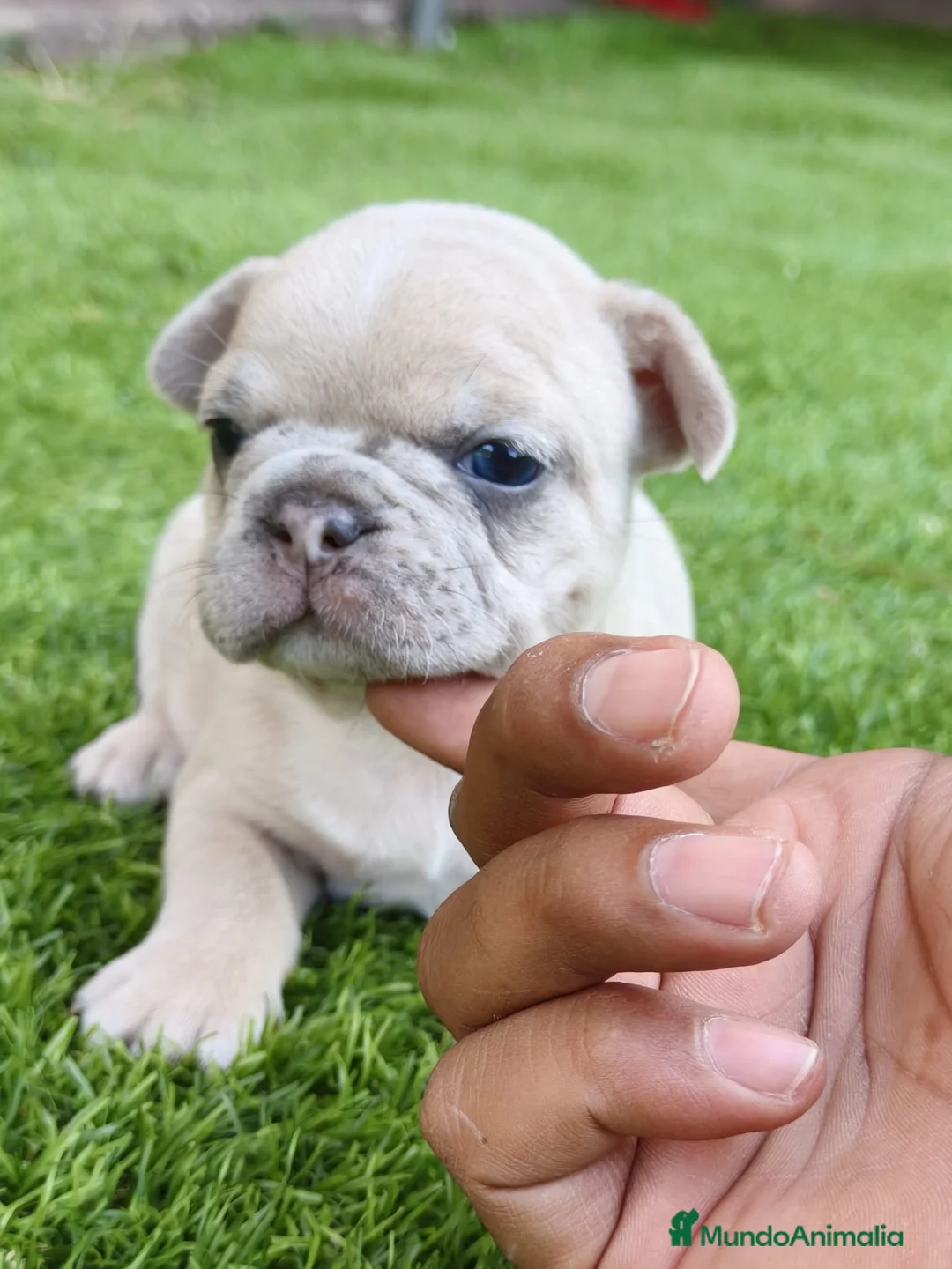 Bulldog Francés perros en venta: Bulldog francés merle fawn - Anuncio 1