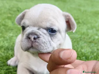 Bulldog Francés perros Bulldog francés merle fawn - Anuncio 3