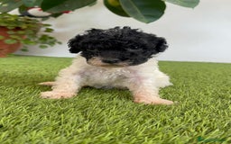 Perro de Agua Español perros en venta: PERRO DE AGUA ESPAÑOL HEMBRA - Imagen 16