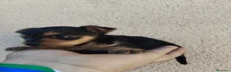 Raza Mixta perros en venta: Chorkie Hembra en Valladolid - Anuncio 4