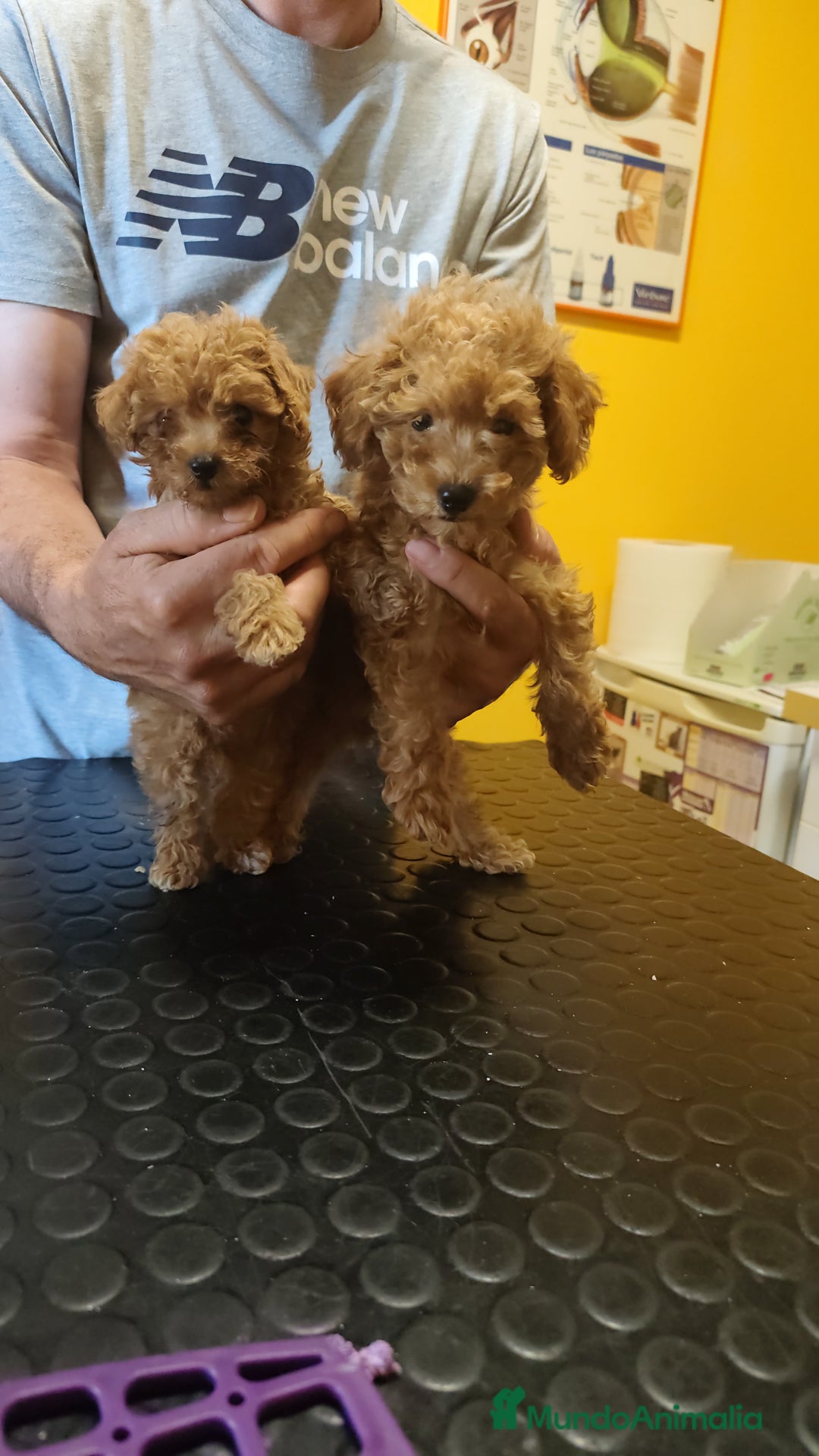 Caniche Toy perros en venta: Cachorrito Caniche toy rojo  - Imagen 1