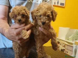 Caniche Toy perros - Anuncio 4