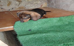 Teckel perros en venta: Cachorro macho teckel pelo corto  - Imagen 2