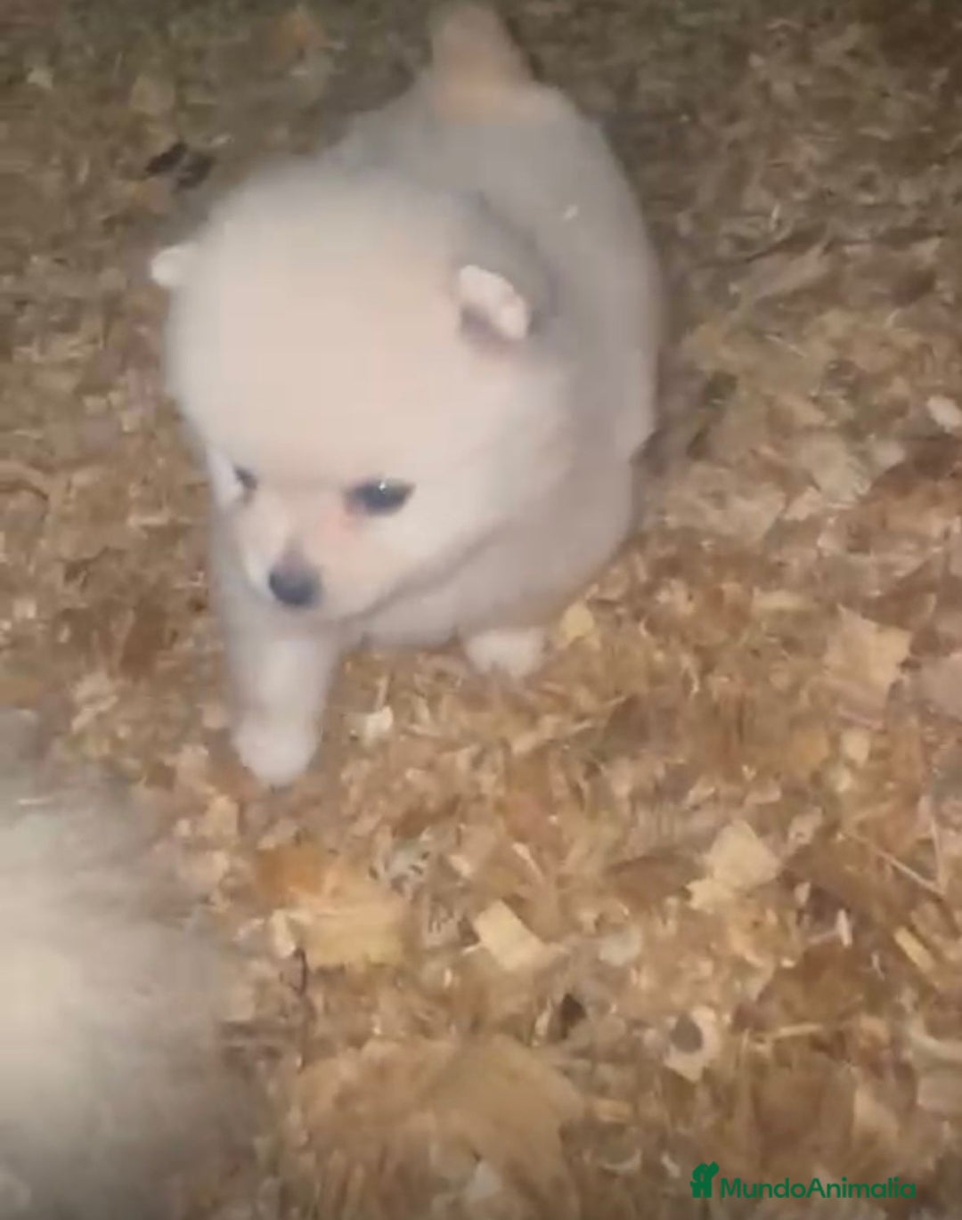 Pomerania perros en venta: Lulu pomerania toy  - Anuncio 7