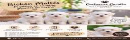 Bichón Maltés perros en venta: 🐶❤️ PRECIOSOS CACHORROS BICHÓN MALTÉS - Anuncio 1