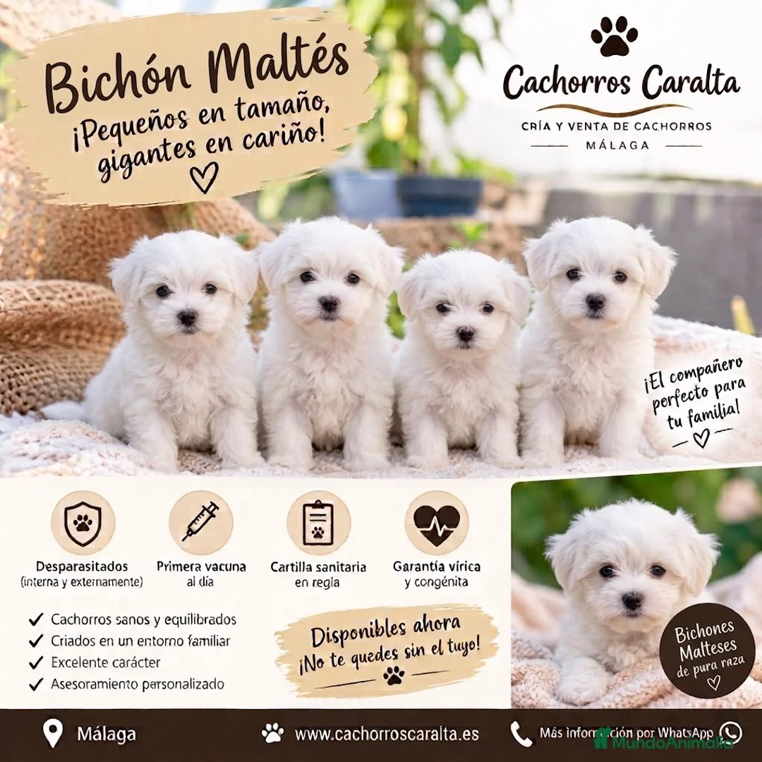 Bichón Maltés perros en venta: 🐶❤️ PRECIOSOS CACHORROS BICHÓN MALTÉS - Anuncio 1