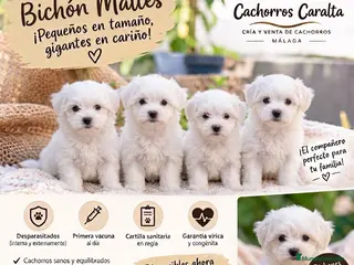 Bichón Maltés perros 🐶❤️ PRECIOSOS CACHORROS BICHÓN MALTÉS - Anuncio 2