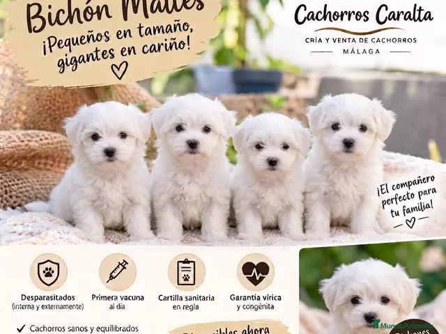 Bichón Maltés perros 🐶❤️ PRECIOSOS CACHORROS BICHÓN MALTÉS - Anuncio 6