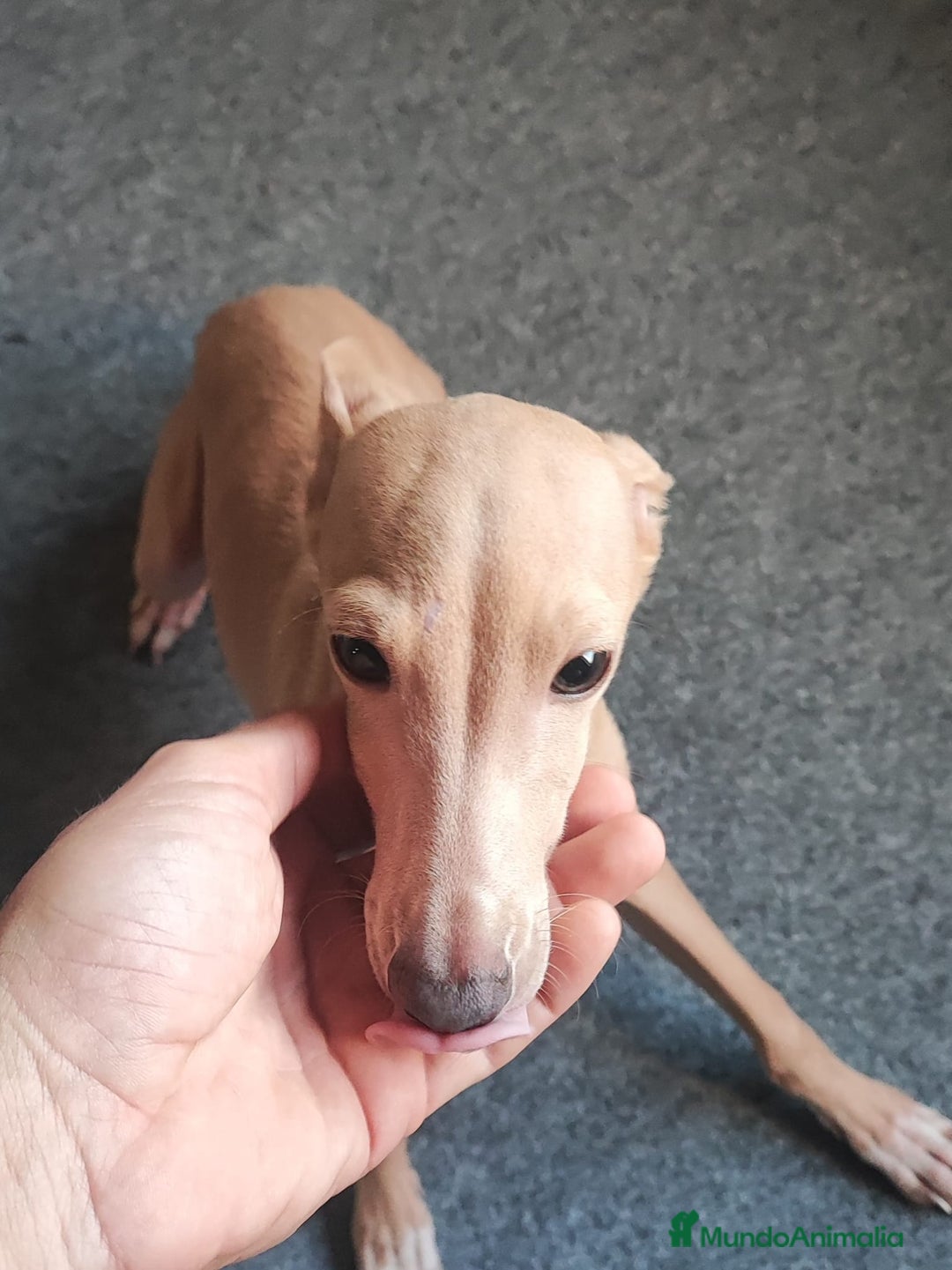 Pequeño Lebrel Italiano perros en venta: GALGO ITALIANO macho - Anuncio 4