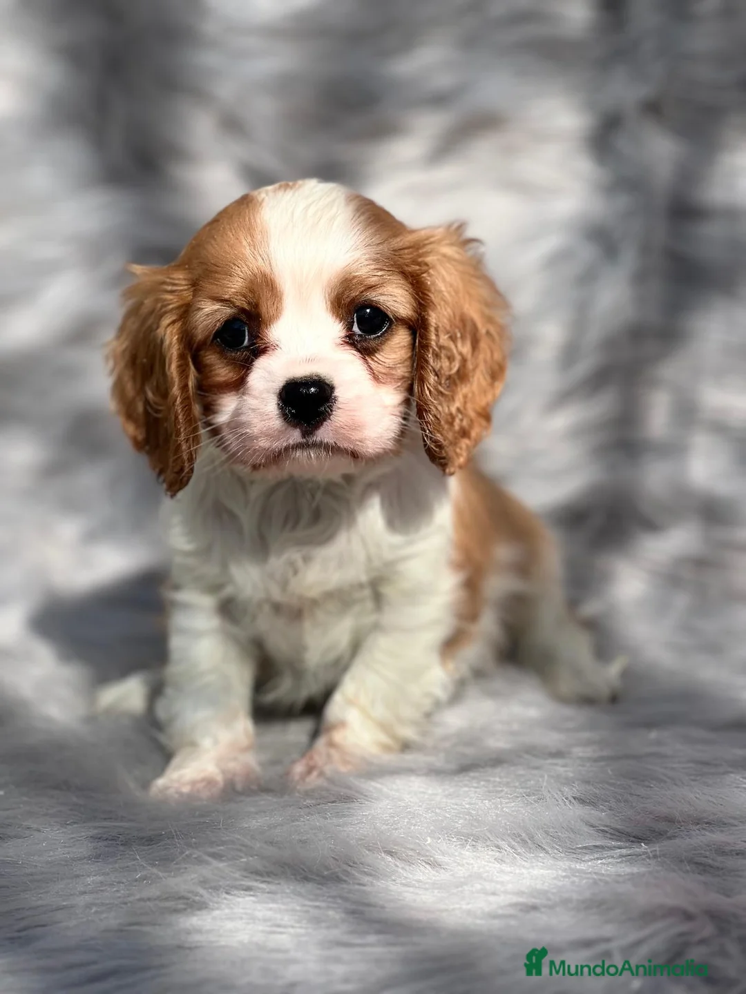 Cavalier King Charles Spaniel perros en venta: CAVALIER BLENHEIN DISPONIBLES! en Barcelona - Anuncio 3