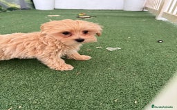 Maltipoo perros en venta: Último maltipoo macho - Imagen 2