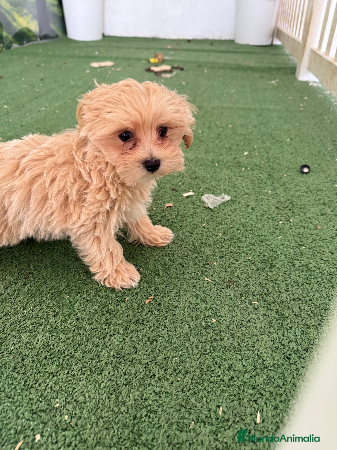 Maltipoo perros en venta: Último maltipoo macho - Imagen 2