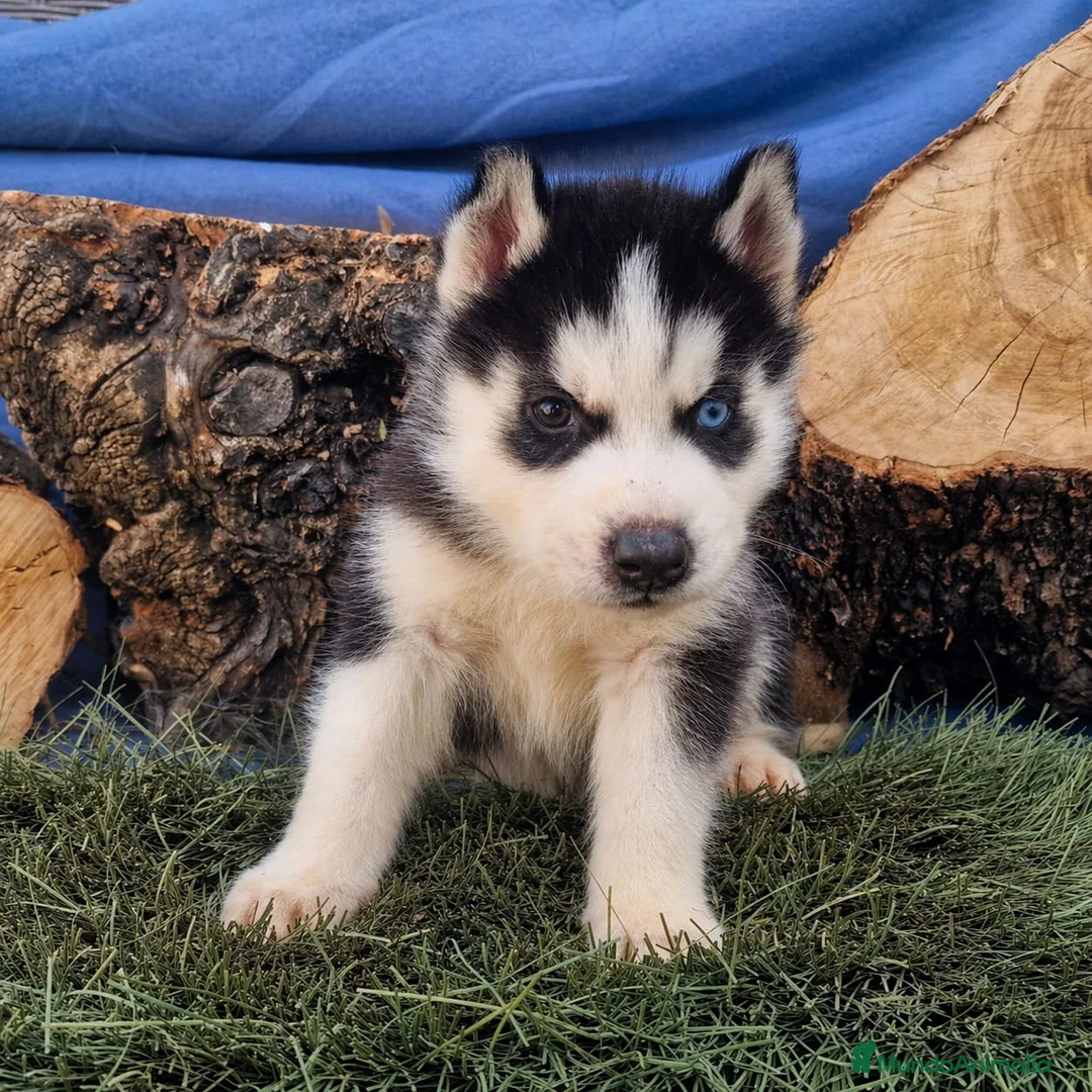 Husky Siberiano perros en venta: Husky siberiano  - Anuncio 1