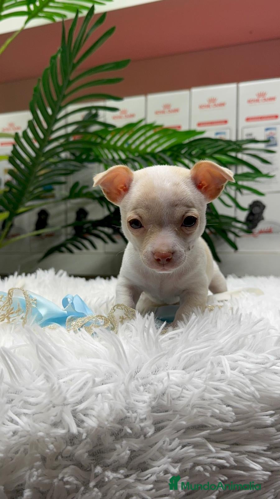 Chihuahua perros CHIHUAHUA MACHO - Anuncio 2