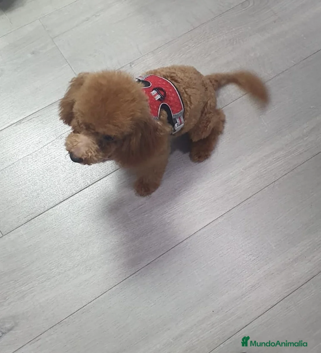 Caniche Toy perros en venta: caniche toy del valle caprice - Anuncio 1