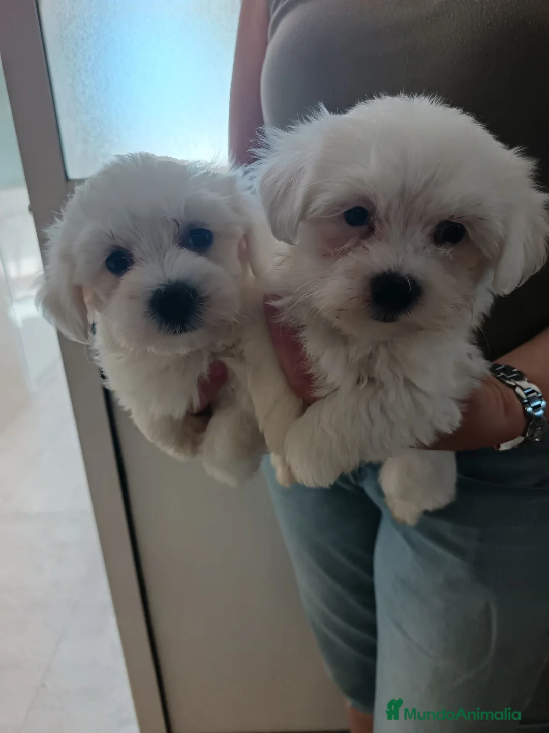 Bichón Maltés perros en venta: Bichon maltés macho - Anuncio 1