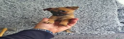 Chihuahua perros en venta: Chihuahua mini - Anuncio 3