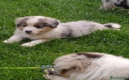 Pastor Australiano perros en venta: Camada de Pastor Australiano  en León - Imagen 4