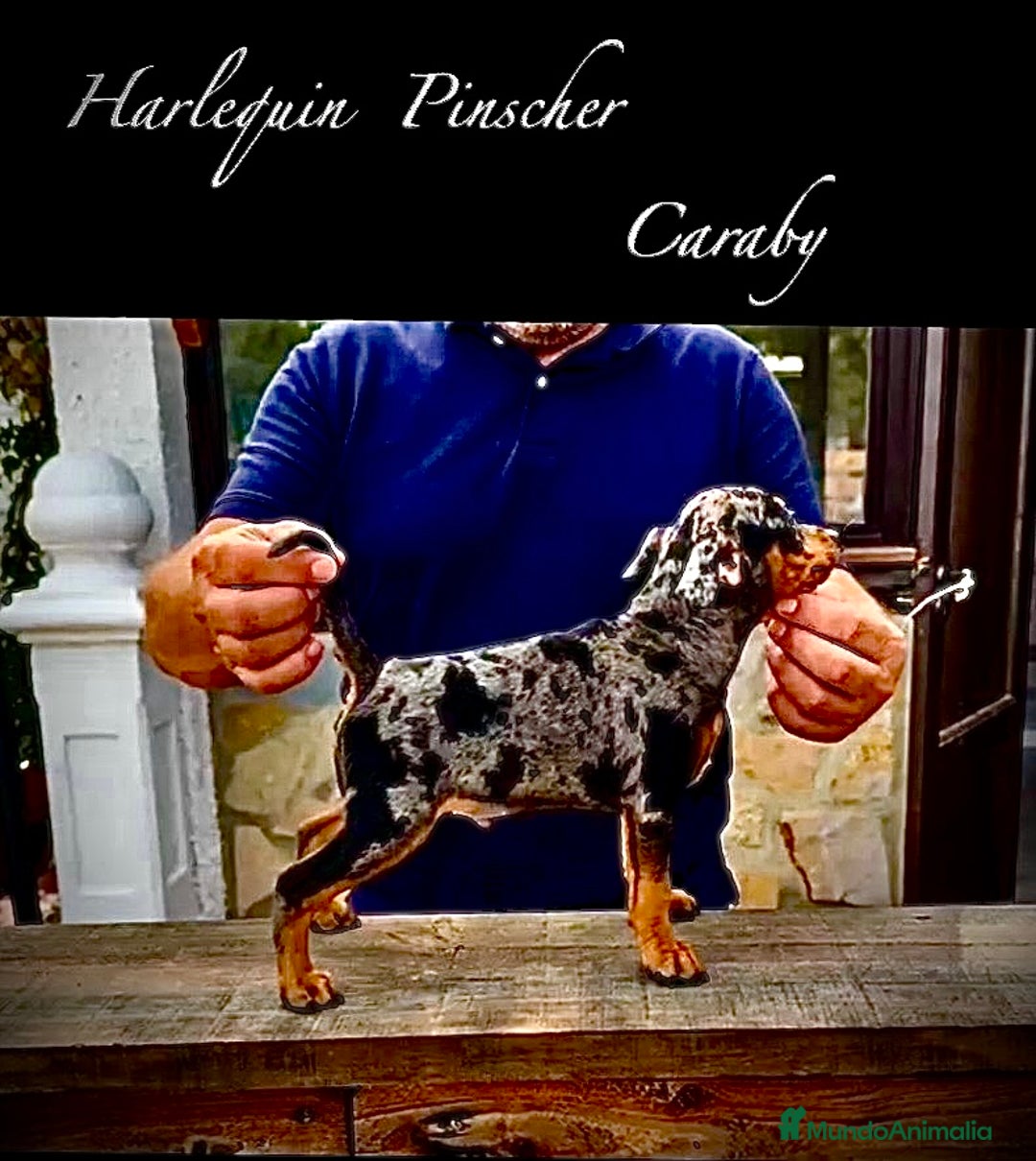 Pinscher Miniatura perros en venta: Caraby Harlequin Pinscher miniatura  en Alicante - Imagen 2