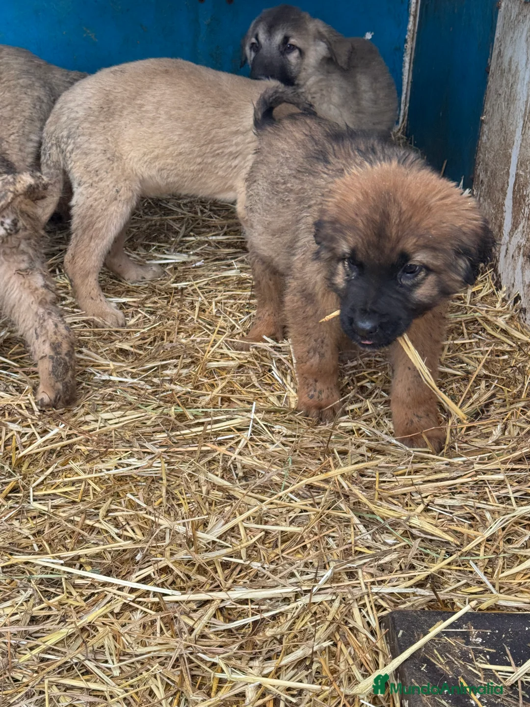 Mastín Español perros en venta: Mastin Español PURO - Anuncio 14